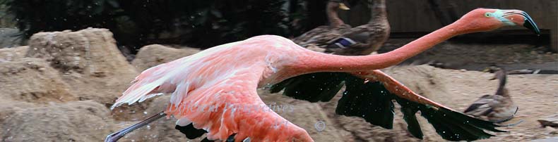 FlamingoDucksLong
